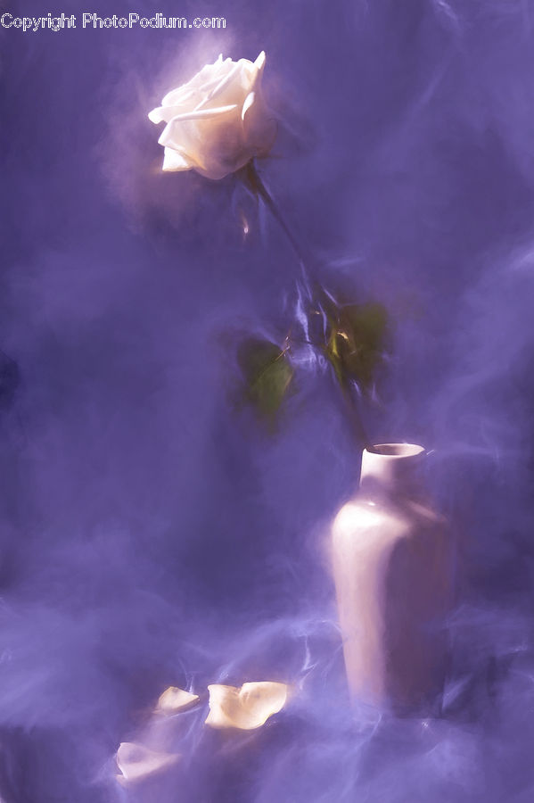 Blossom, Flower, Plant, Rose, Flora, Petal, Lavender