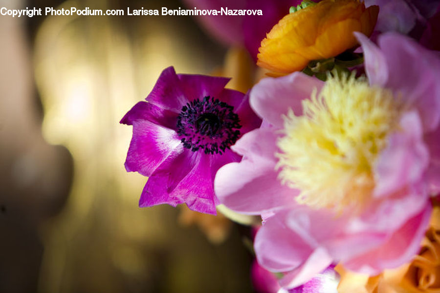 Blossom, Flora, Flower, Plant, Anemone, Poppy, Flower Arrangement