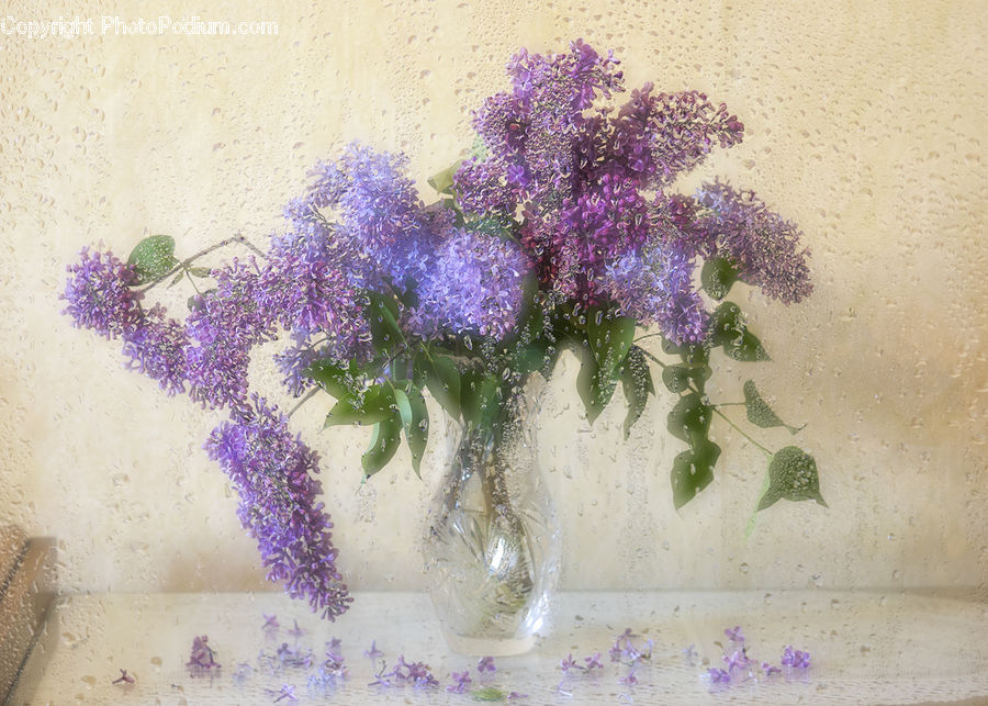 Blossom, Flower, Lilac, Plant, Lavender, Flora, Geranium
