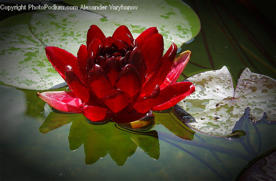 Flower, Lily, Plant, Pond Lily, Blossom, Flora, Geranium