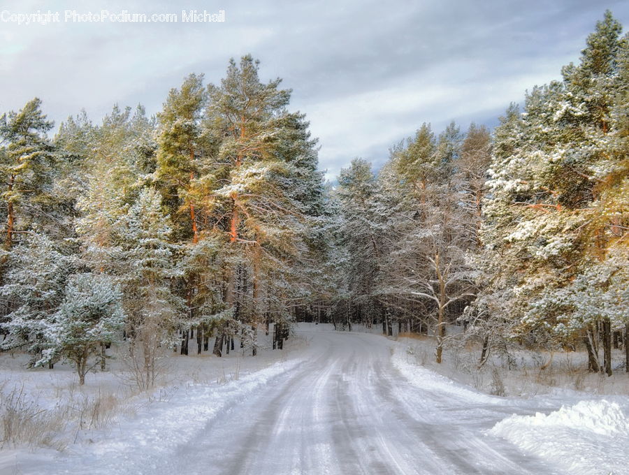 Dirt Road, Gravel, Road, Conifer, Fir, Plant, Tree