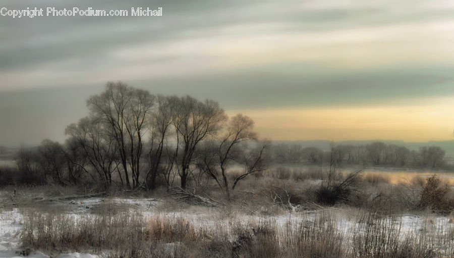 Field, Grass, Grassland, Land, Outdoors, Plant, Reed