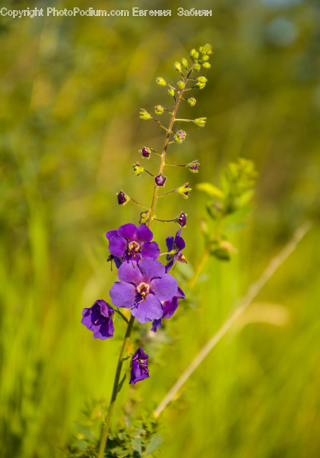 Blossom, Flora, Flower, Plant, Geranium, Lavender, Petal