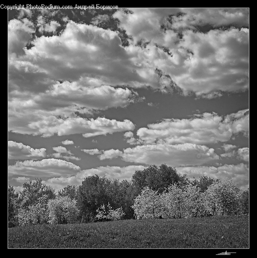 Cloud, Cumulus, Sky, Blossom, Flora, Flower, Plant