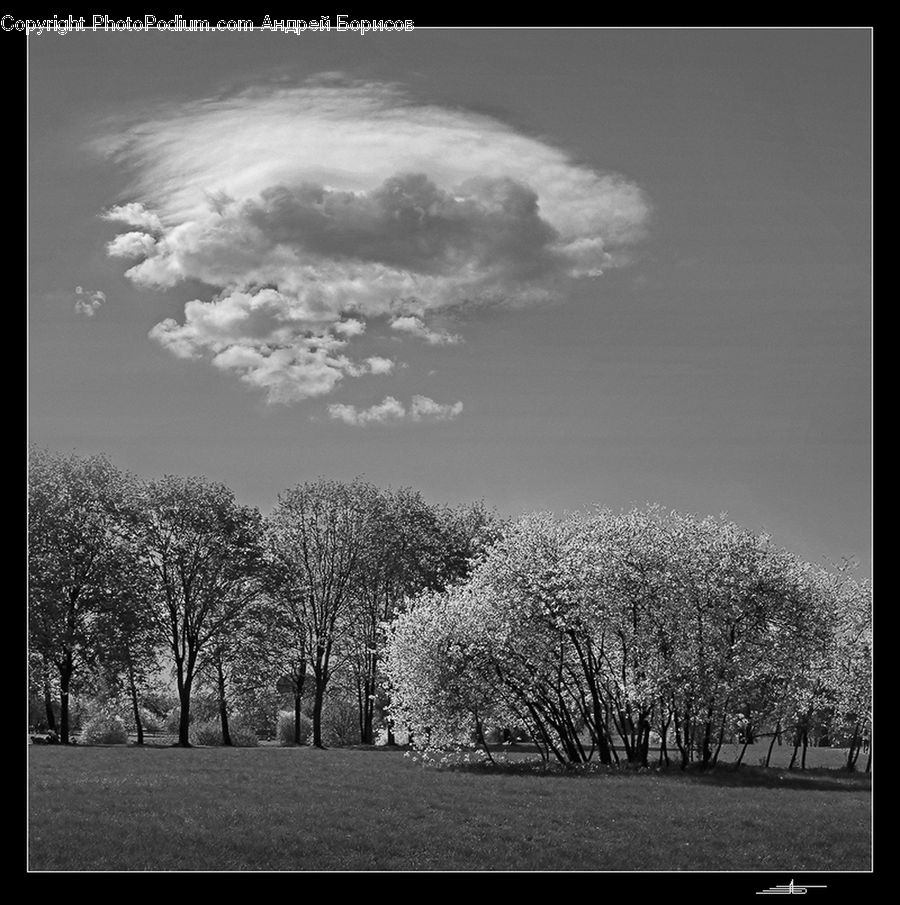 Cloud, Cumulus, Sky, Blossom, Flora, Flower, Plant