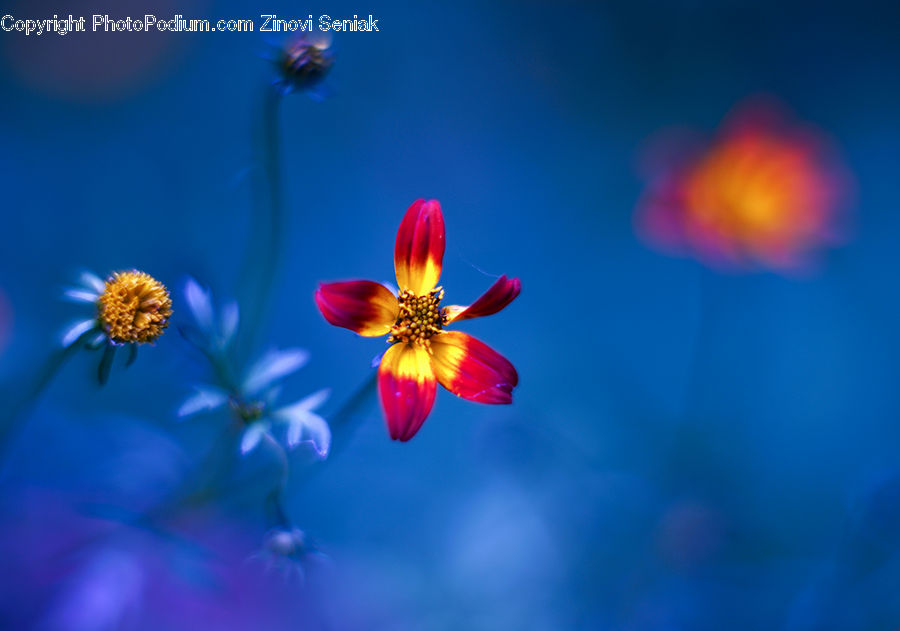 Blossom, Flora, Flower, Geranium, Plant, Petal, Cosmos