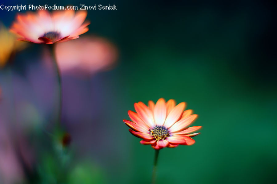People, Person, Human, Cosmos, Blossom, Flora, Flower