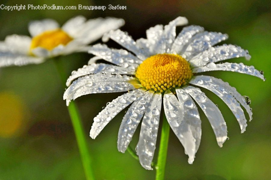 Daisies, Daisy, Flower, Plant, Asteraceae, Blossom, Flora