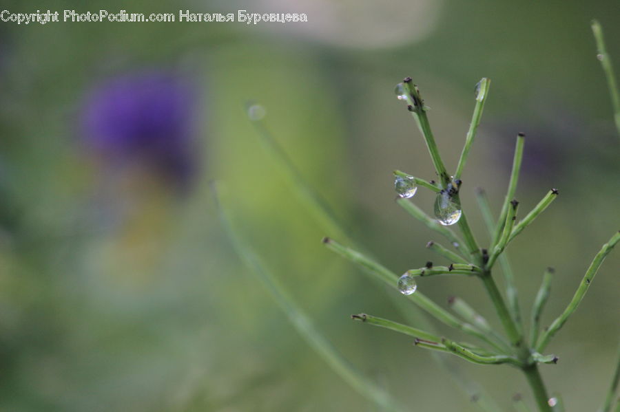 Dill, Plant, Field, Grass, Grassland, Blossom, Flora