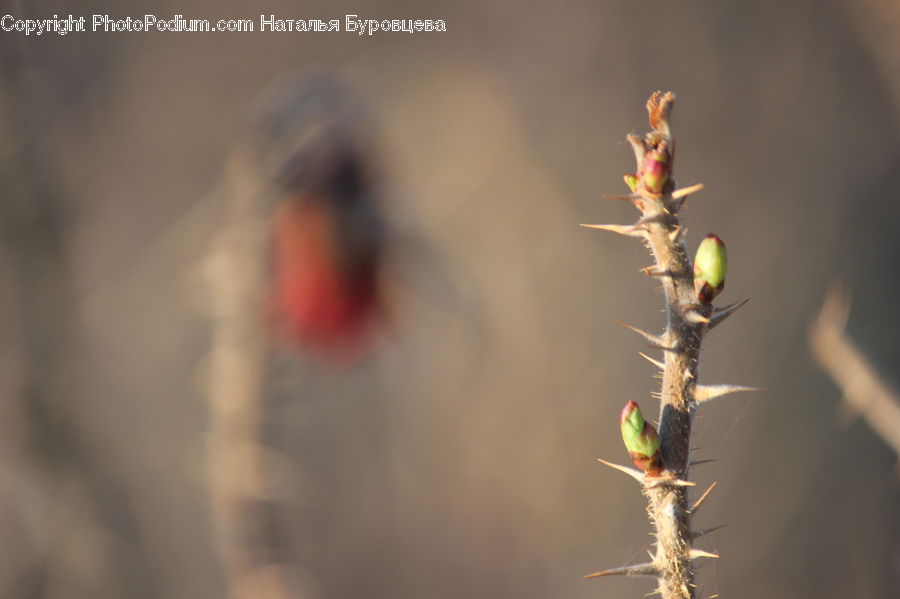 Bud, Plant, Aphid, Insect, Invertebrate, Conifer, Fir
