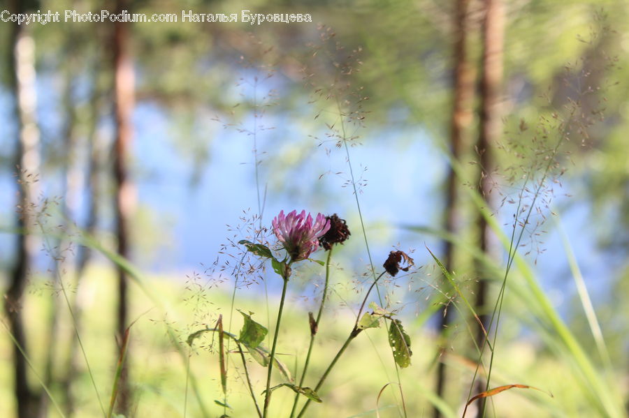Field, Grass, Grassland, Plant, Cosmos, Blossom, Flora