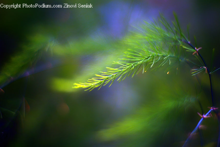 Conifer, Fir, Plant, Tree, Field, Grass, Grassland