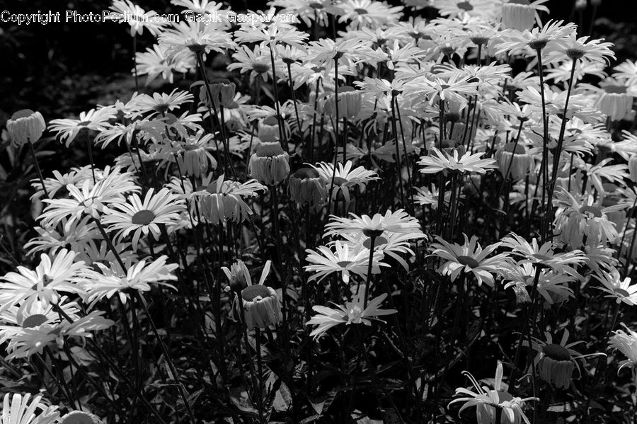 Plant, Blossom, Flora, Flower, Amaryllidaceae, Aster, Daffodil