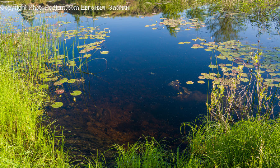 Outdoors, Pond, Water, Field, Grass, Grassland, Plant