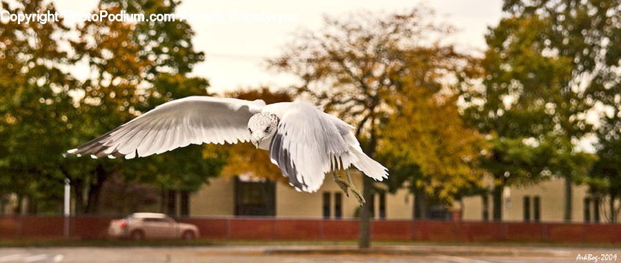 Bird, Seagull, Plant, Tree, Ardeidae, Crane Bird, Heron