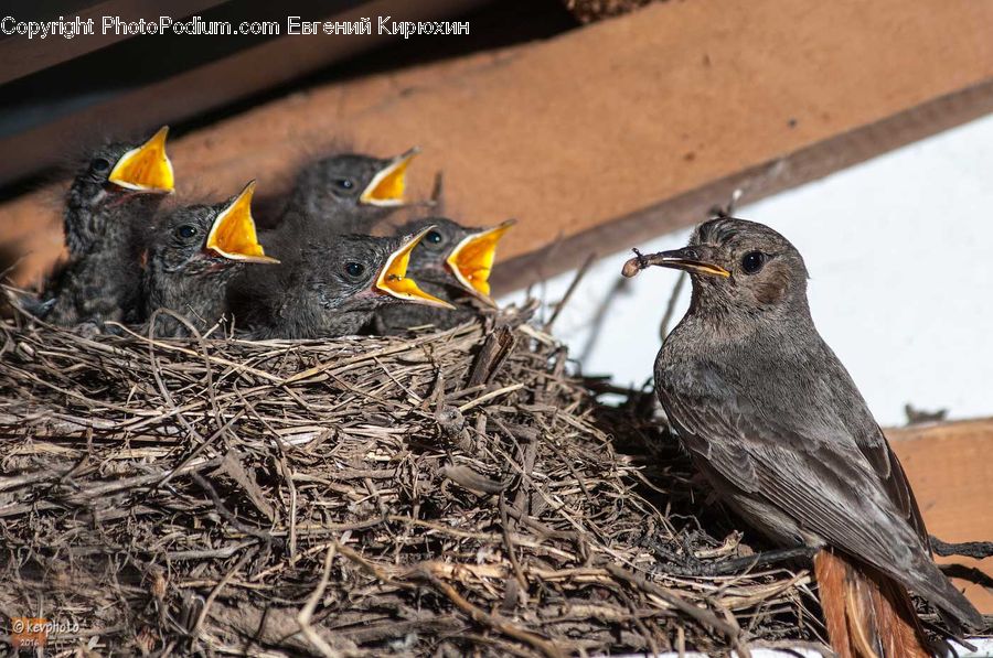 Bird, Blackbird, Beak, Wren