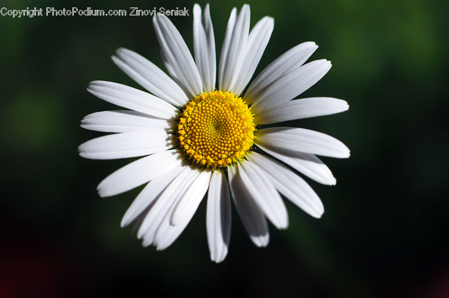 Daisies, Daisy, Flower, Plant, Blossom, Flora, Aster
