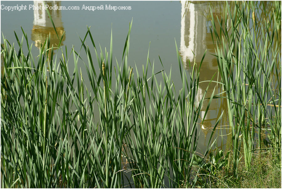 Field, Grass, Grassland, Plant, Grain, Wheat, Blossom