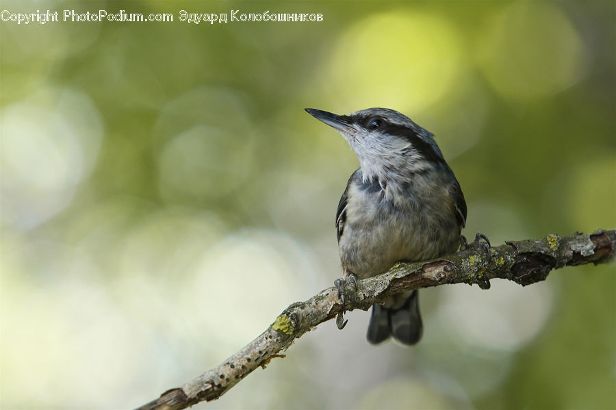 Bird, Wren, Hummingbird, Blue Jay, Bluebird, Jay, Head