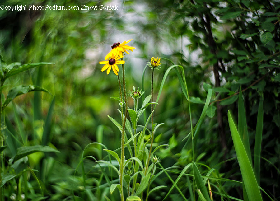 Blossom, Flora, Flower, Plant, Daffodil, Daisies, Daisy