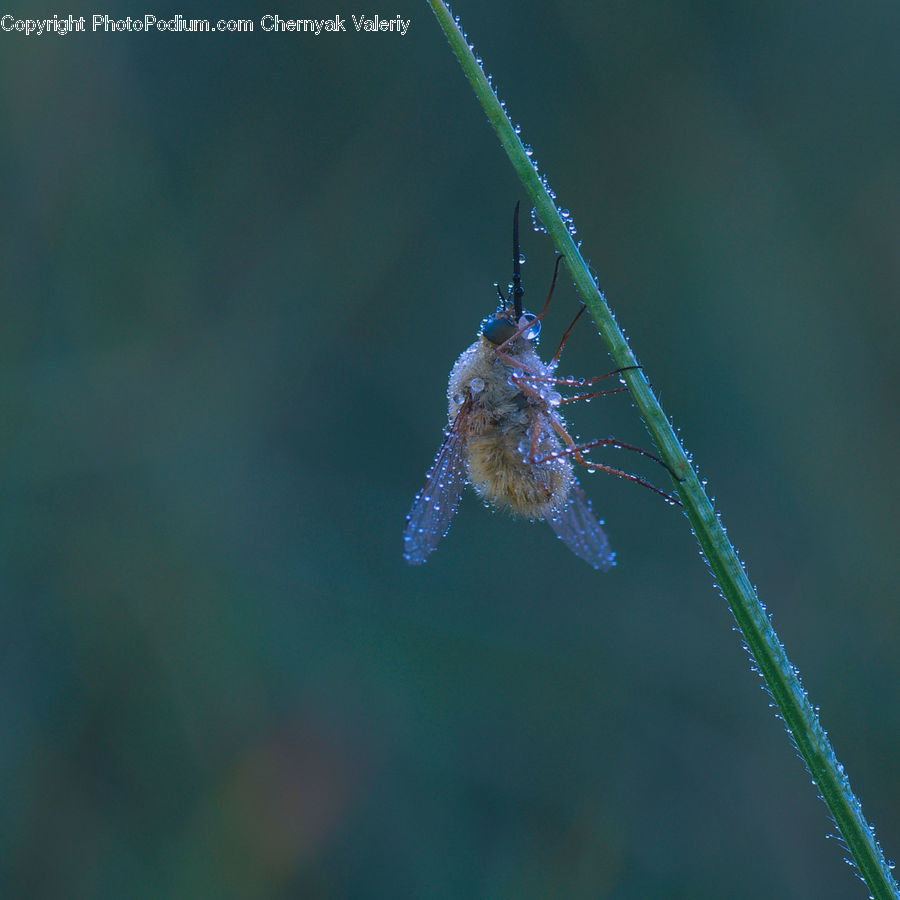 Arachnid, Garden Spider, Insect, Invertebrate, Spider, Field, Grass