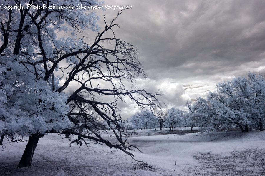 Plant, Tree, Landscape, Nature, Scenery, Blossom, Flora