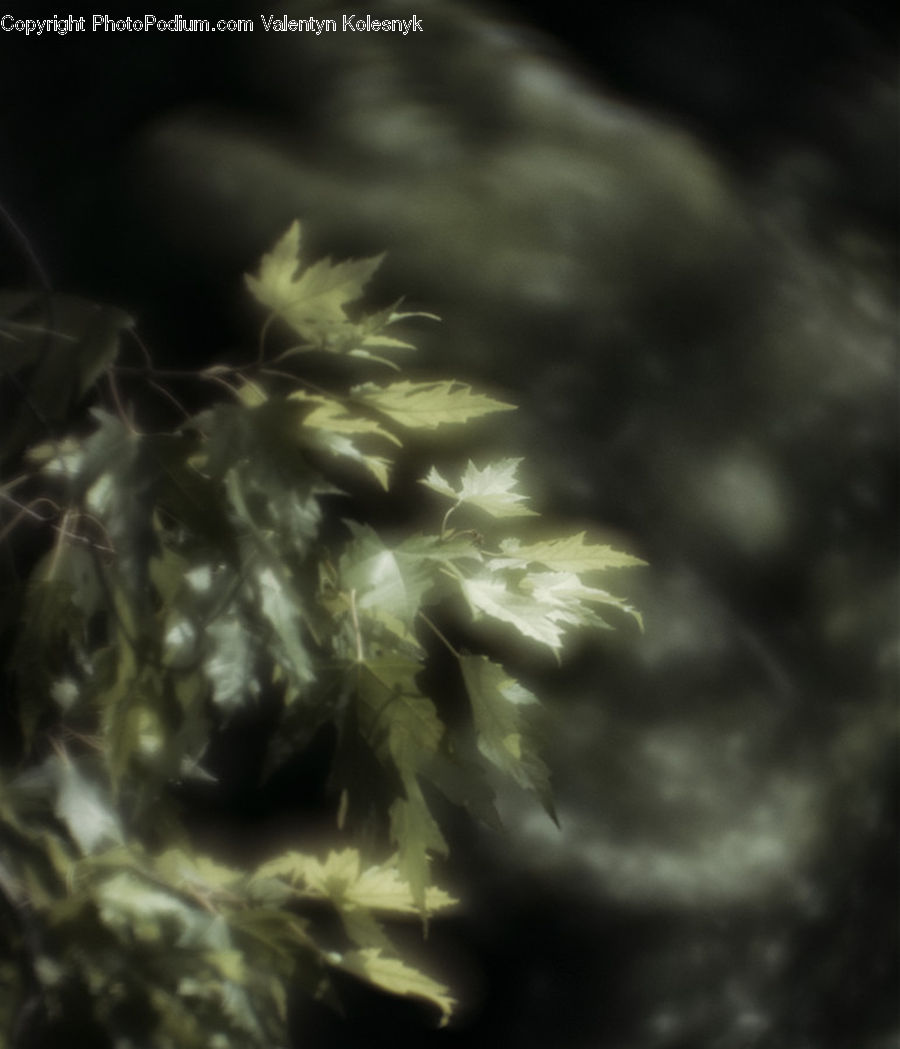 Conifer, Fir, Plant, Tree, Dandelion, Flower, Blossom