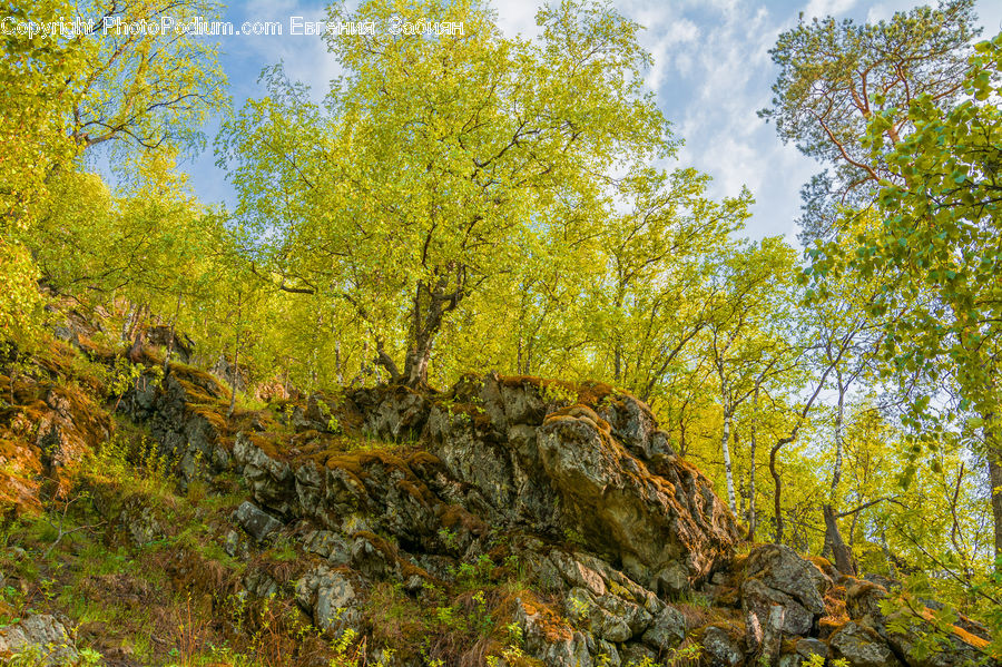 Birch, Tree, Wood, Plant, Conifer, Fir, Forest