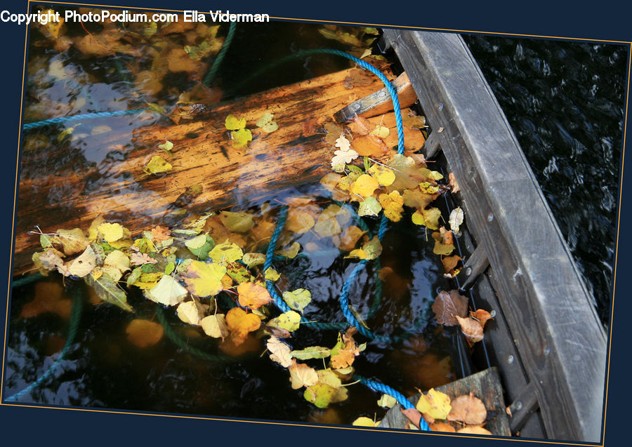 Flower, Lily, Plant, Pond Lily, Art, Flower Arrangement, Flower Bouquet
