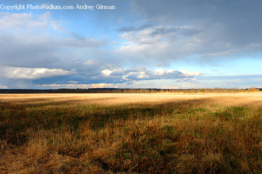 Field, Grass, Grassland, Land, Outdoors, Plant, Grain
