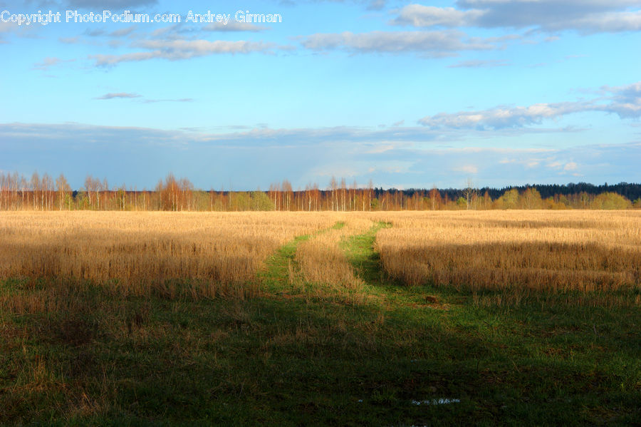 Field, Grass, Grassland, Land, Outdoors, Plant, Soil