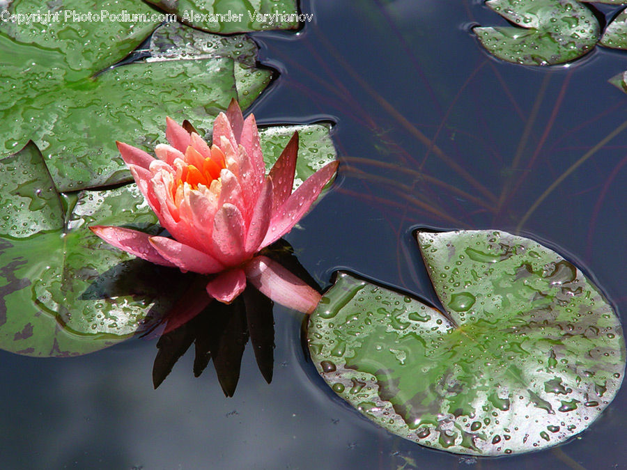 Flower, Lily, Plant, Pond Lily, Beverage, Cocktail, Mint