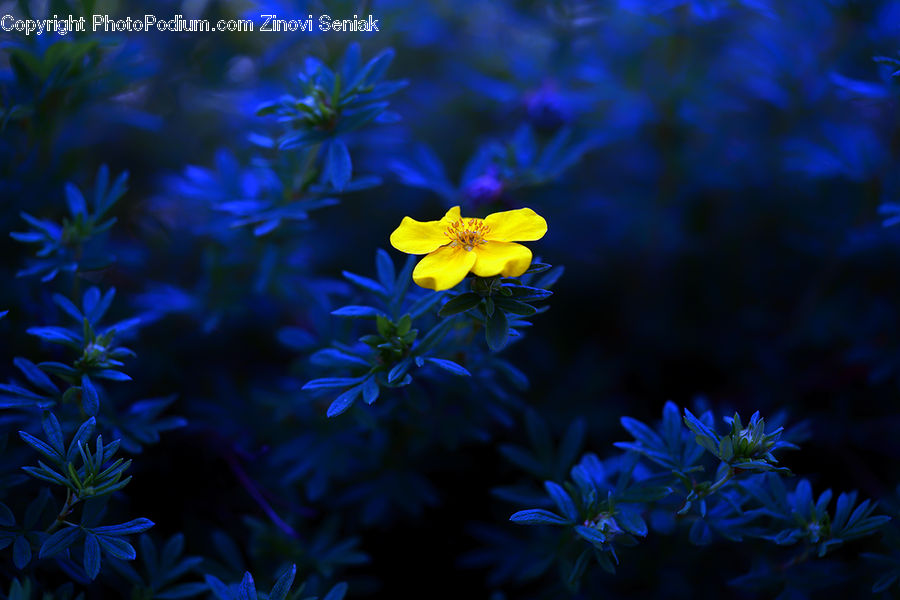 Fiber, Flax, Flora, Flower, Plant, Aster, Blossom