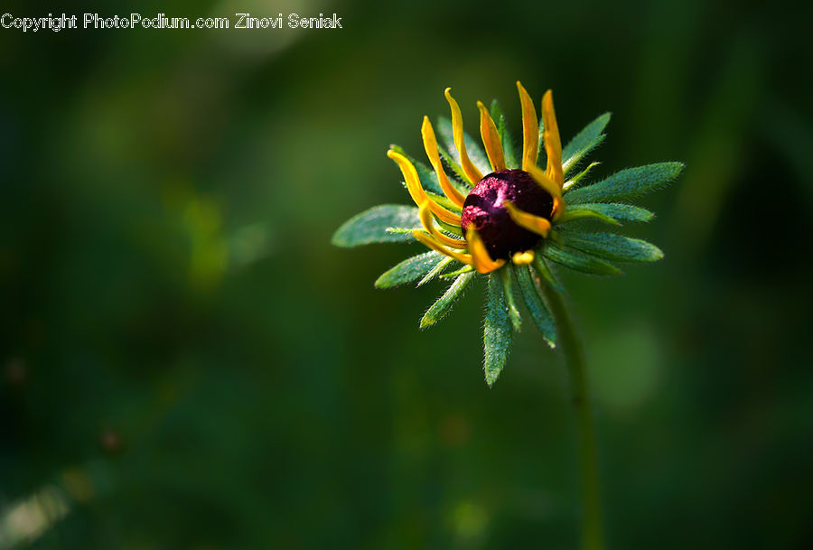 Asteraceae, Blossom, Flora, Flower, Plant, Bee, Insect