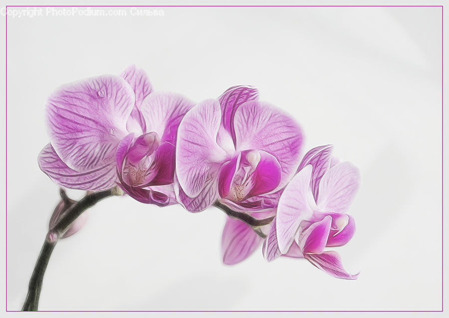 Blossom, Flora, Flower, Geranium, Plant, Crocus, Petal
