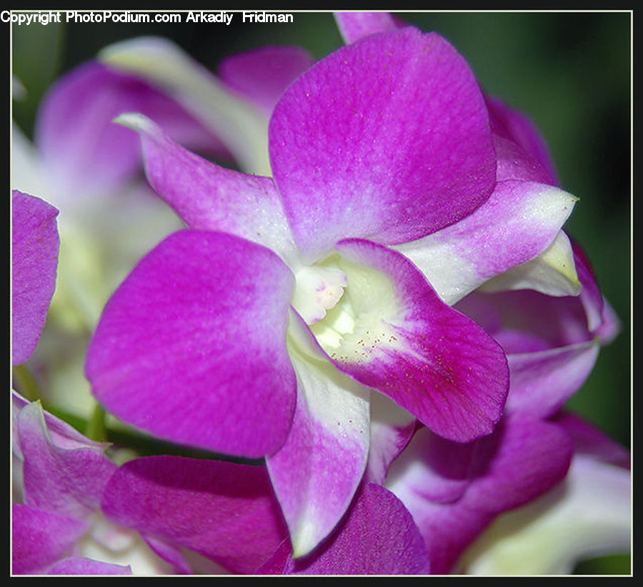 People, Person, Human, Flora, Flower, Gladiolus, Plant