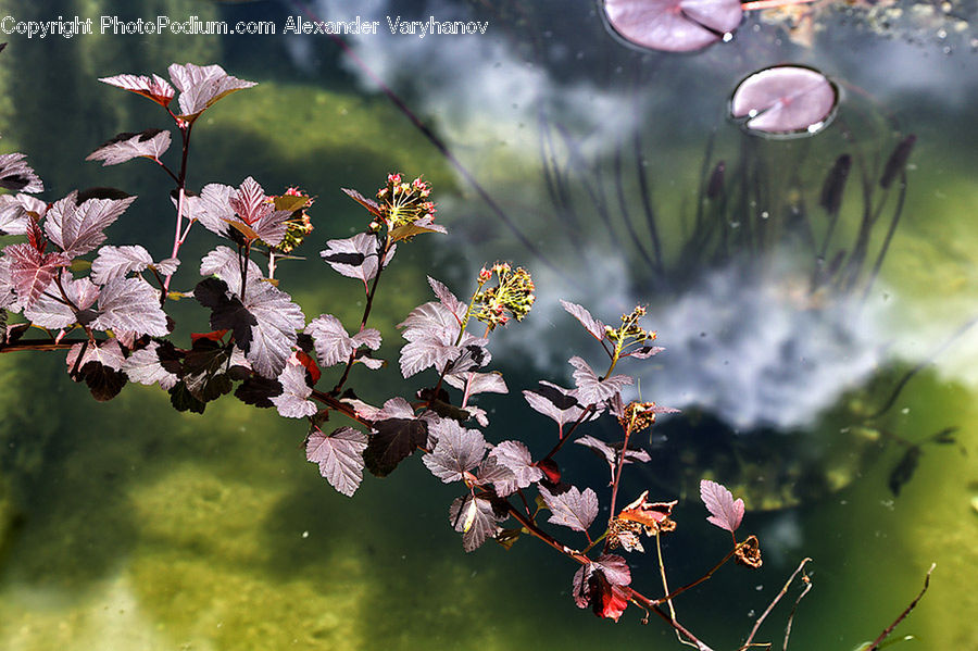 Blossom, Flora, Flower, Plant, Cherry Blossom, Maple, Tree