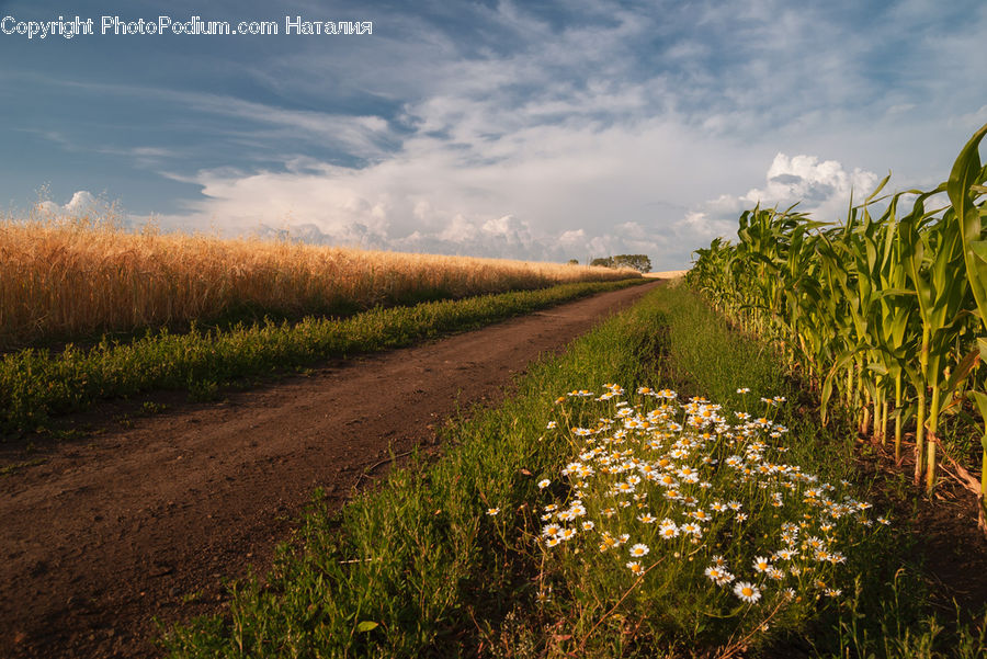 Dirt Road, Gravel, Road, Aster, Blossom, Flower, Plant