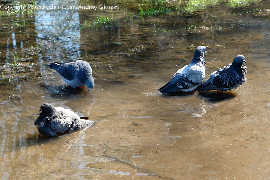 Bird, Pigeon, Dove, Waterfowl