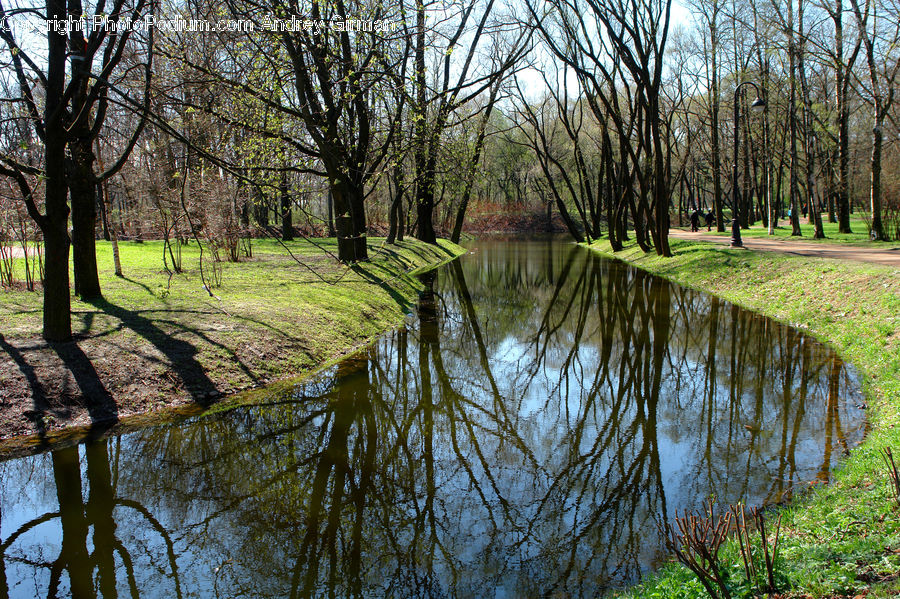 Plant, Tree, Outdoors, Pond, Water, Blossom, Flora