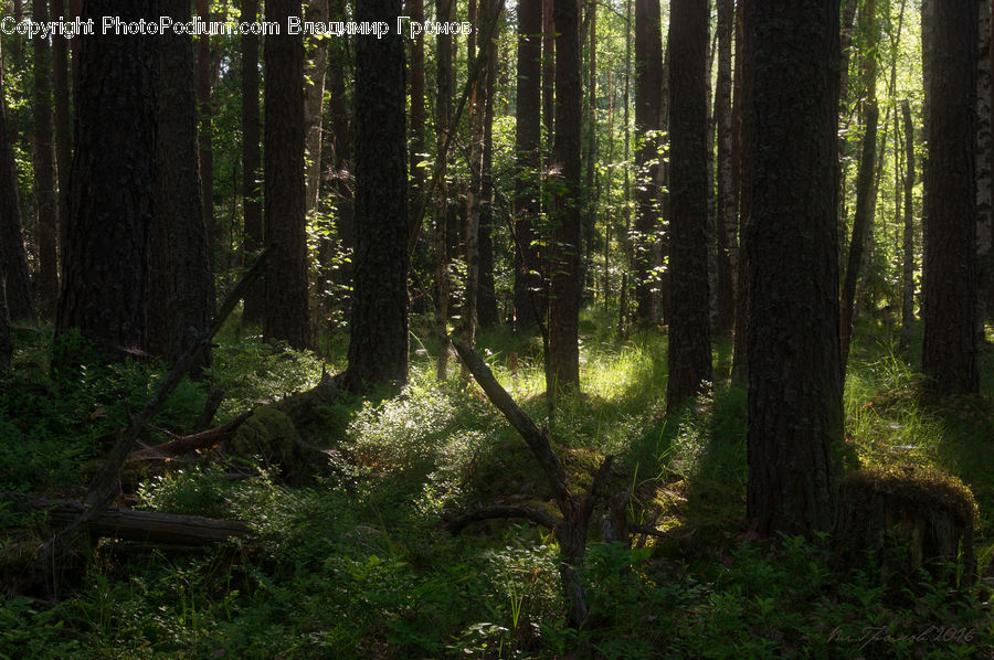 Forest, Vegetation, Fir, Redwood, Tree, Wood, Jungle