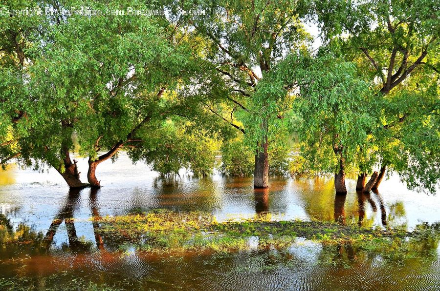 Outdoors, River, Water, Land, Marsh, Swamp, Plant