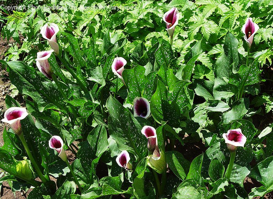 Plant, Blossom, Flora, Flower, Tulip, Fruit, Plum