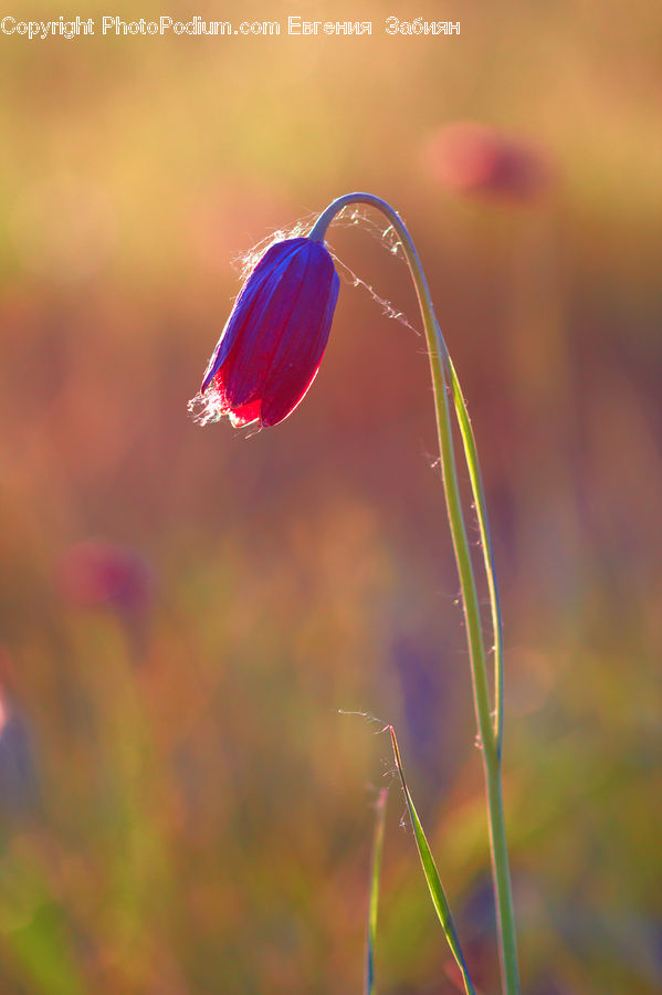 Blossom, Flora, Flower, Geranium, Plant, Field, Grass