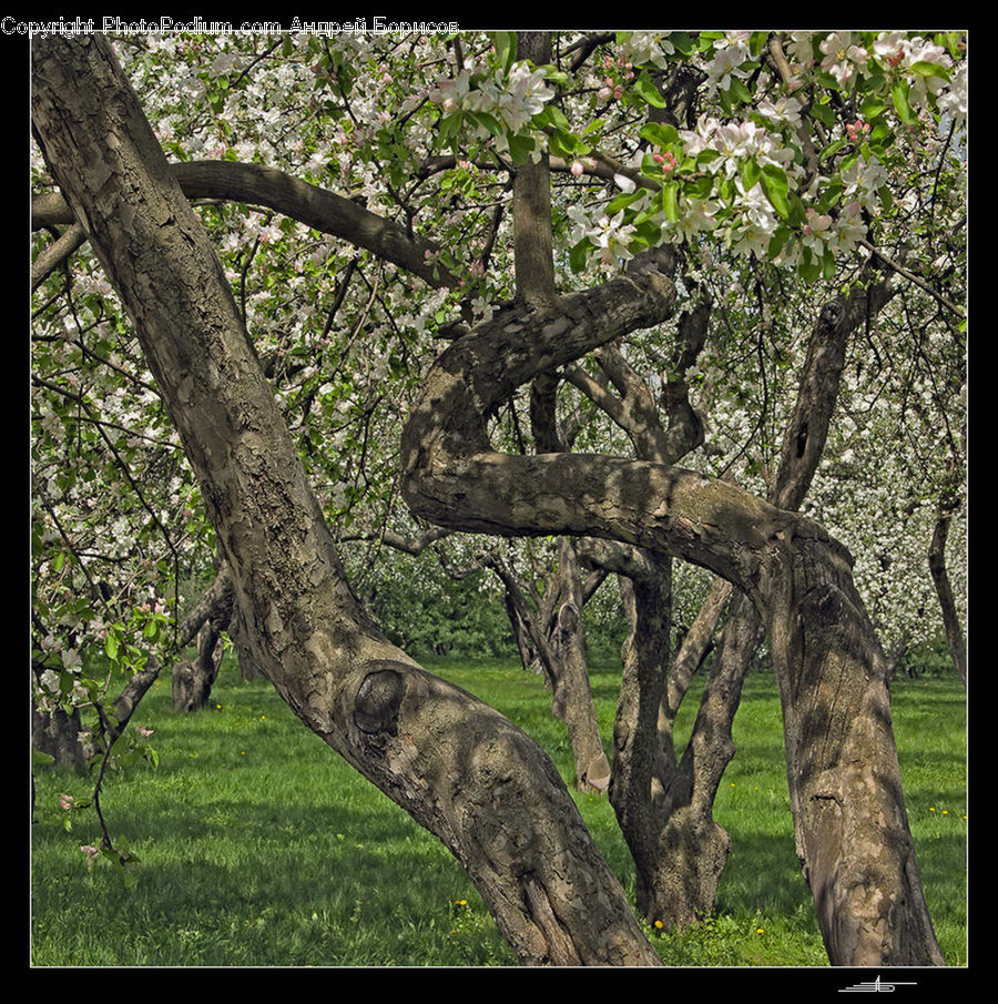Oak, Tree, Wood, Plant, Sycamore, Tree Trunk, Forest