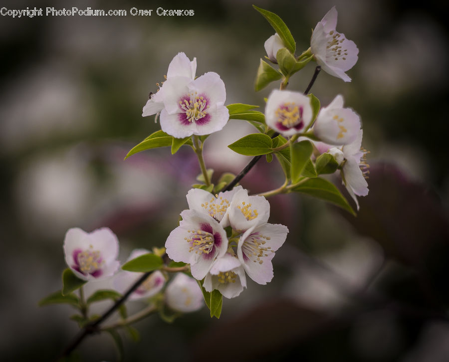 Blossom, Flora, Flower, Plant, Cherry Blossom