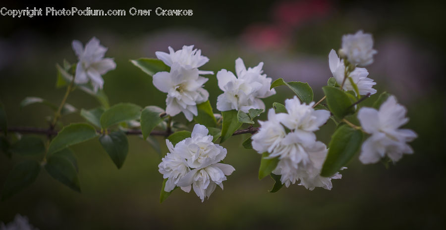 People, Person, Human, Blossom, Flora, Flower, Plant