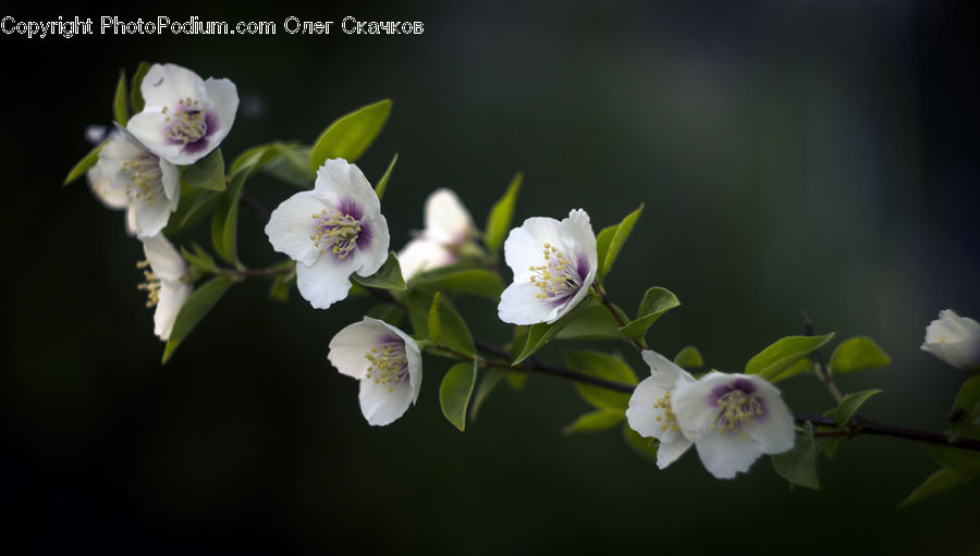 Blossom, Flora, Flower, Plant, Cherry Blossom, Petal, Geranium