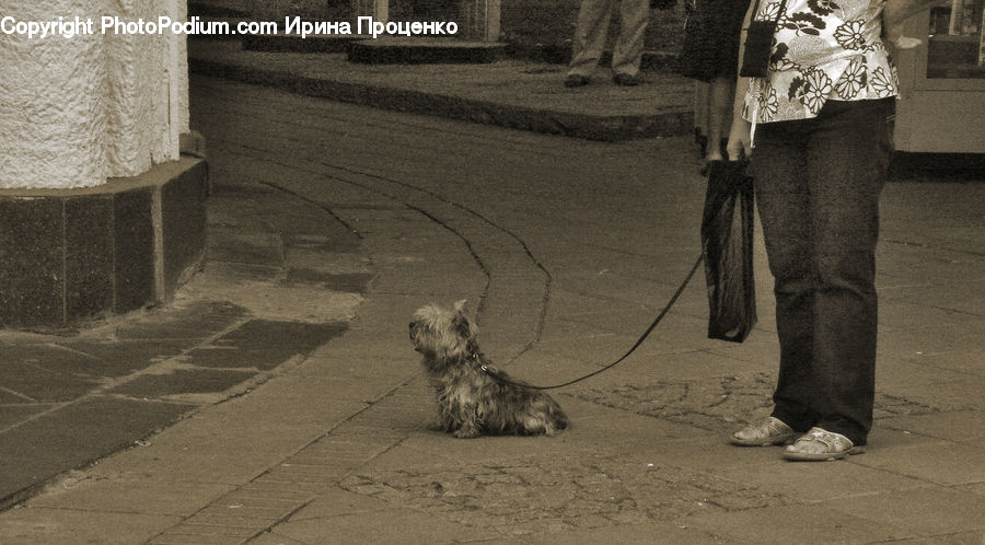 People, Person, Human, Leash, Strap, Leisure Activities, Walking