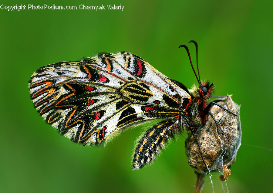 Butterfly, Insect, Invertebrate, Bee, Arachnid, Garden Spider, Spider